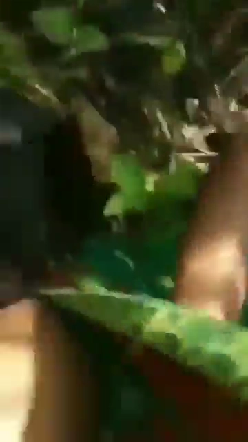 Manipuri College Girl Caught in Park by Local Guys